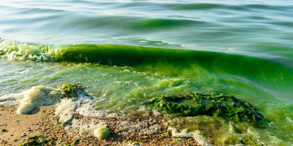 Green Blob Threatens Cleveland Environmental Working Group